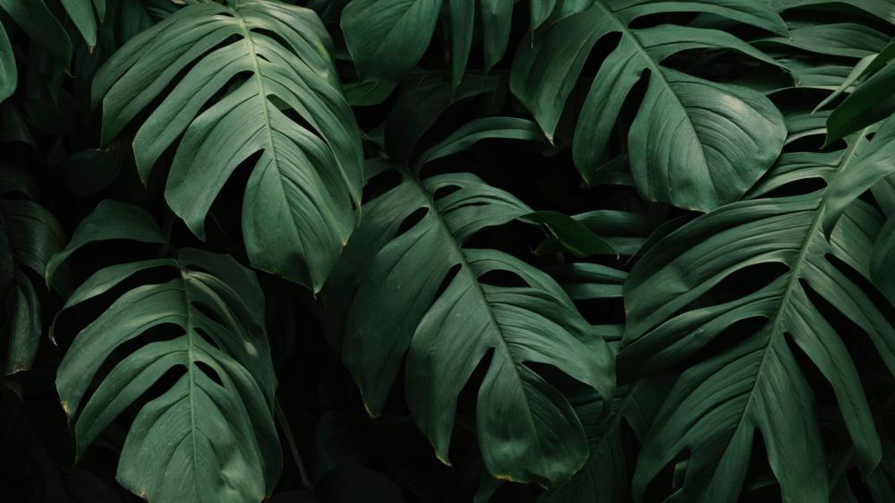 Tropical Green Leaves wallpaper