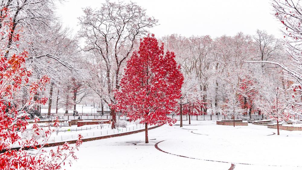Winter's Contrast: Vivid Red Among Snowy Whites wallpaper