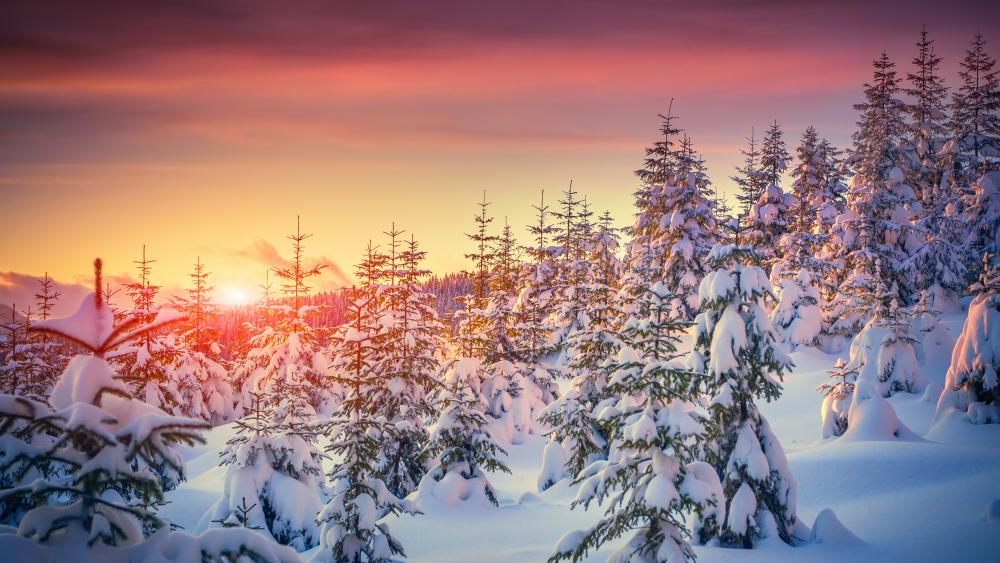 Sunset in snowy pines wallpaper