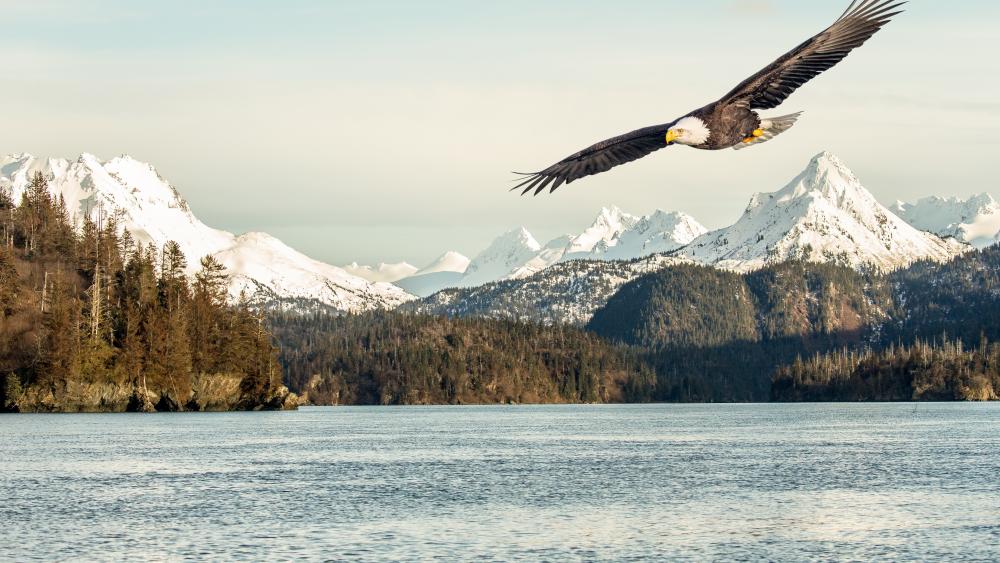 Eagle over lake wallpaper