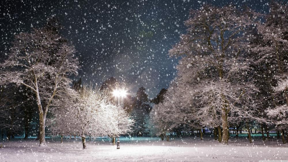 Snowing in the park at night wallpaper