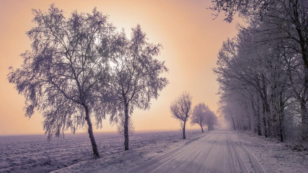 Misty Winter Morning on a Snowy Road wallpaper