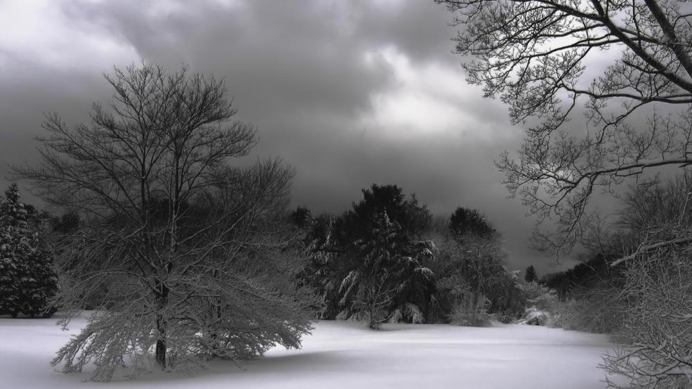 Winter monochrome photo wallpaper
