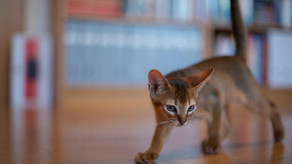 Abyssinian cat wallpaper