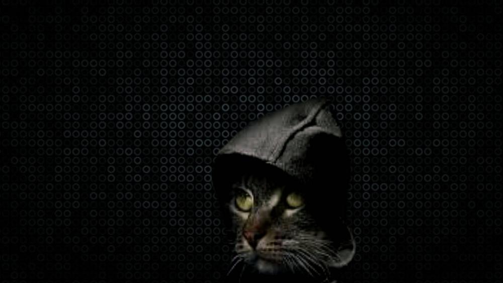 Hooded cat with epic background wallpaper