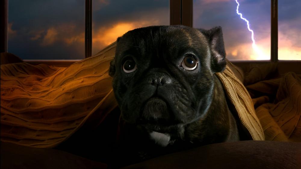 PUG. indoors underneath his hot blanket.. curiously wondering what's making so much electric thuds wallpaper