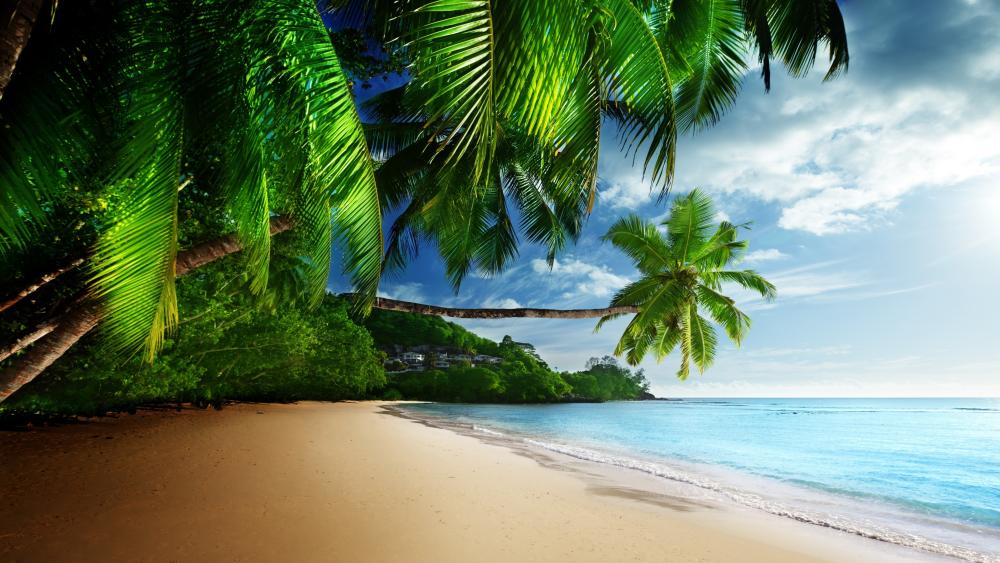 Tropical Paradise with Lush Palm Trees and Serene Waters wallpaper