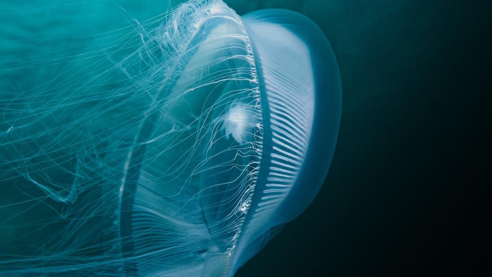 Queen charlotte strait jellyfish wallpaper