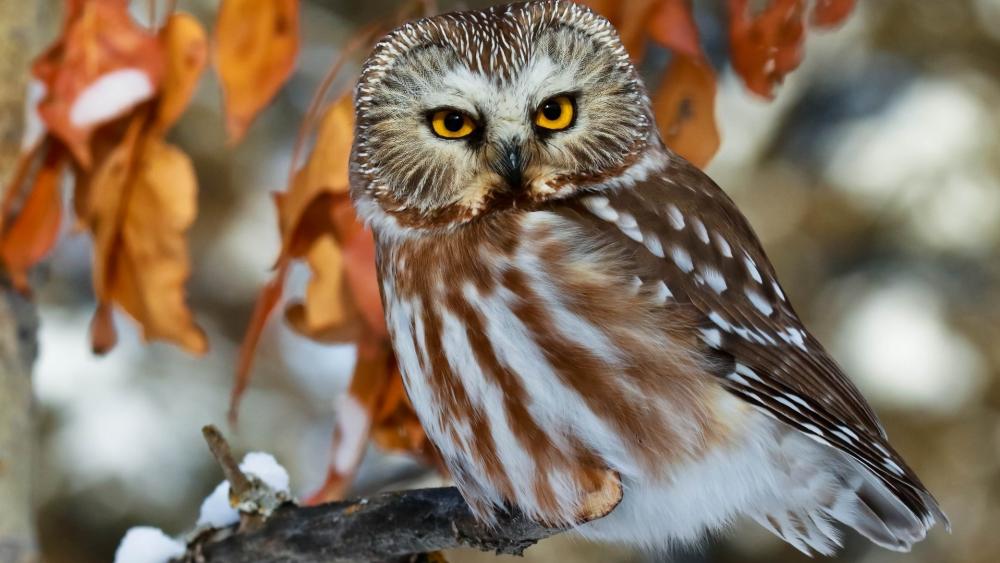Northern saw-whet owl wallpaper