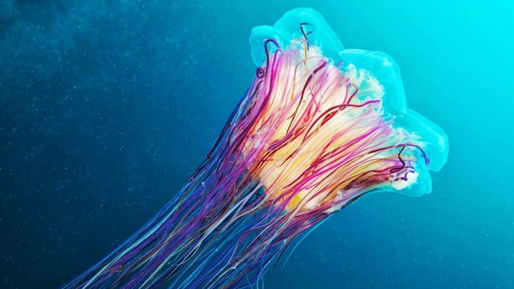 Lion's mane jellyfish wallpaper