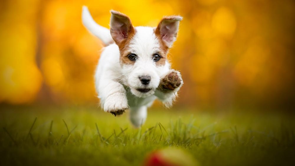 Jack Russell Terrier wallpaper
