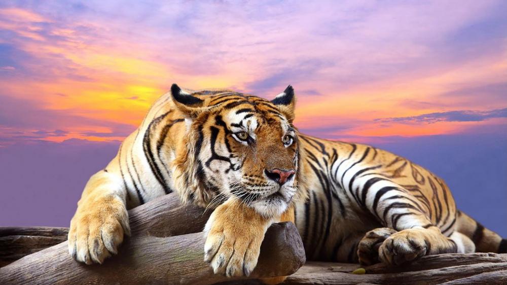 Majestic Tiger at Dawn wallpaper