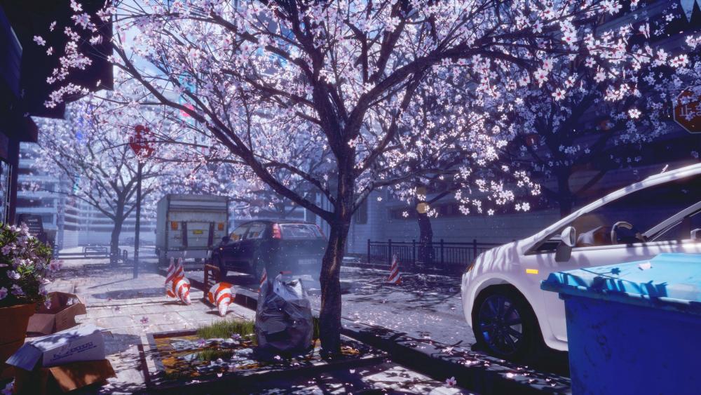 Anime Spring Sakura Serenity wallpaper