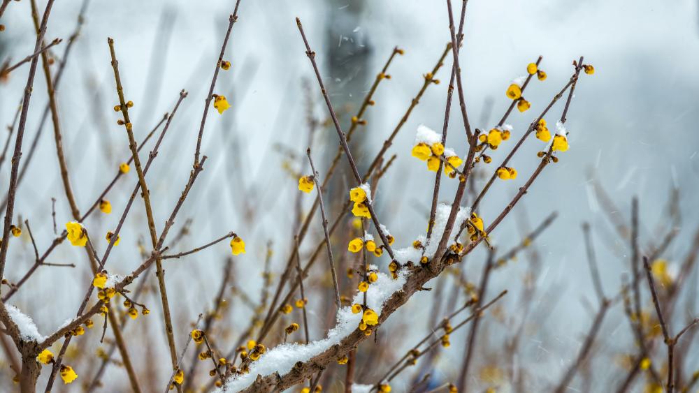 Yellow Wintersweet wallpaper