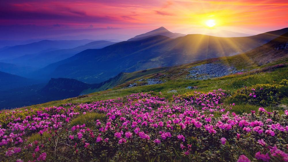 Sunrise Over Spring Blooms in the Mountains wallpaper