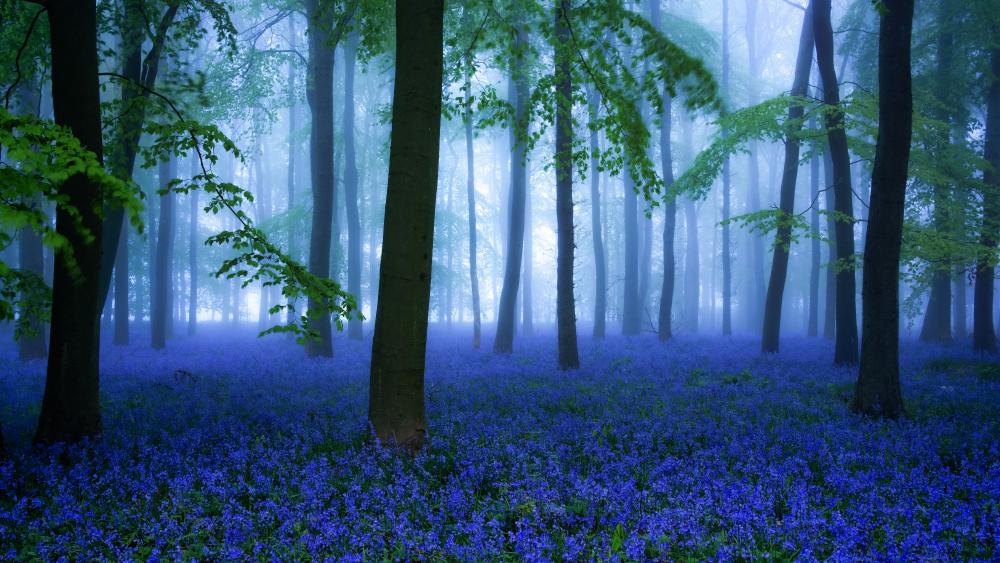 Mystical Bluebell Forest in Spring Mist wallpaper