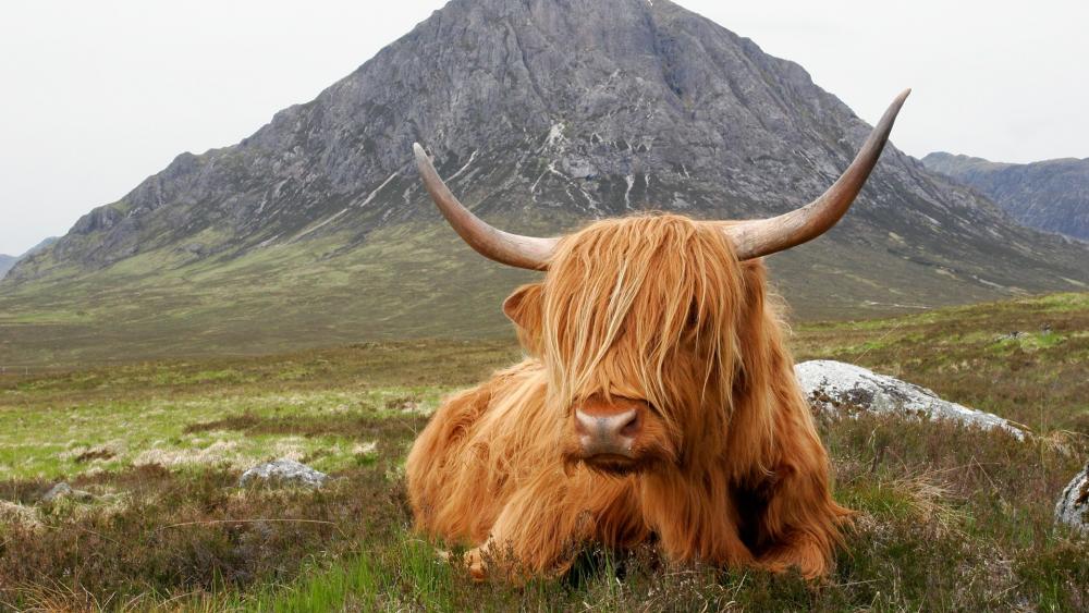 Highland cow wallpaper