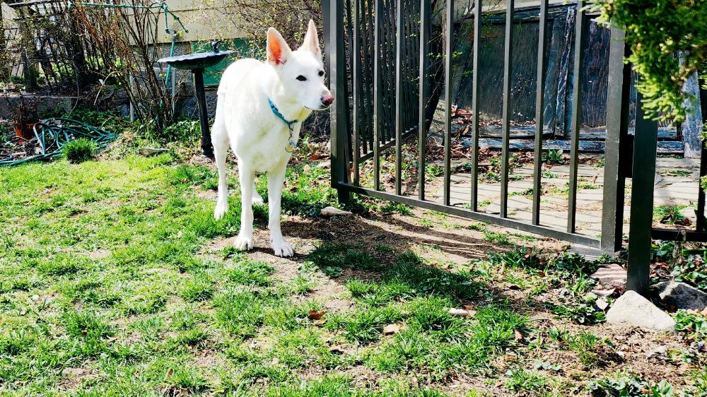 full white shepherd dog wallpaper