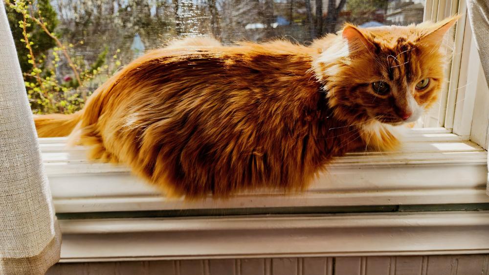 main coon cat. chilling within, window sight seeing. wallpaper