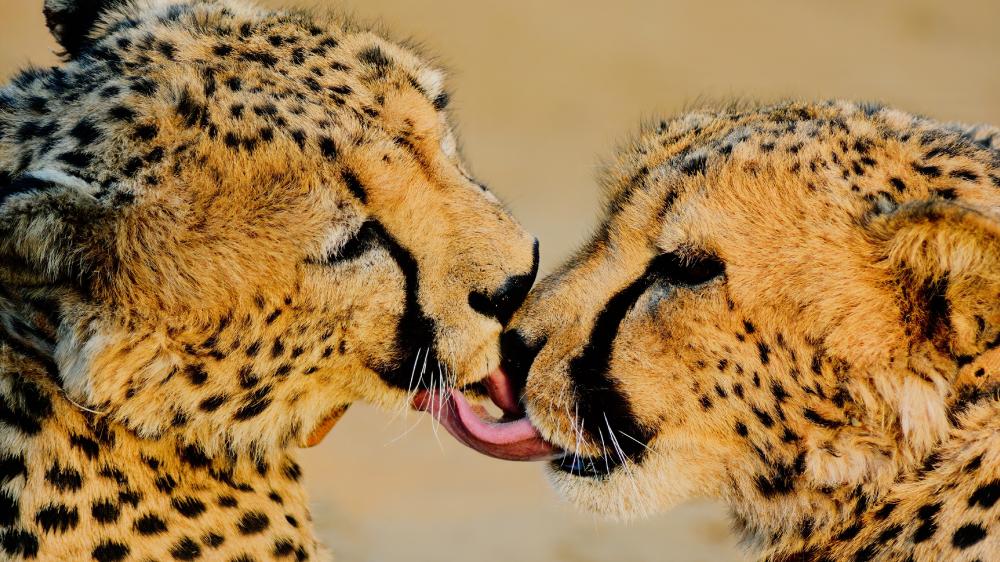 Cheetah kissing wallpaper