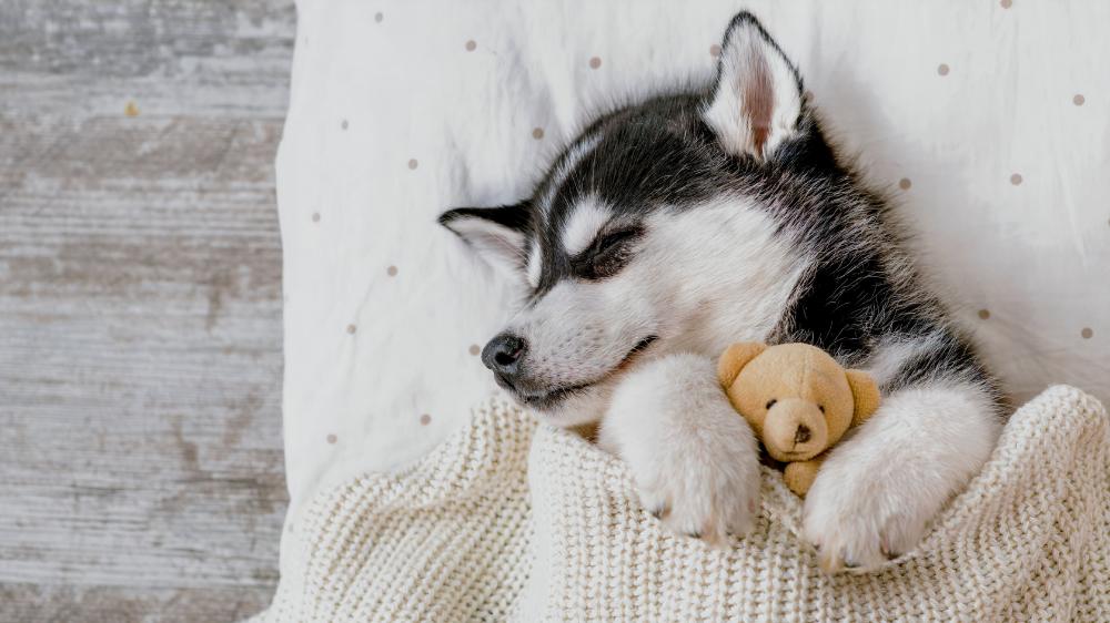 Sleepy Husky Puppy Embraces Comfort wallpaper