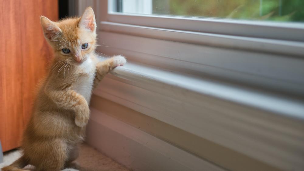 Kitten in the windowsill wallpaper