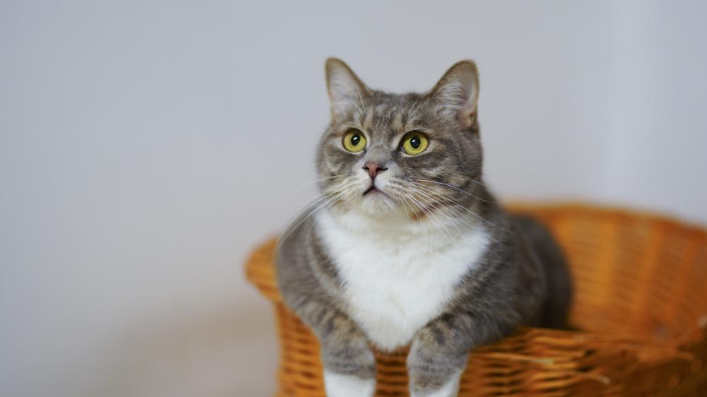 Shorthair Cat on a Woven Basket wallpaper
