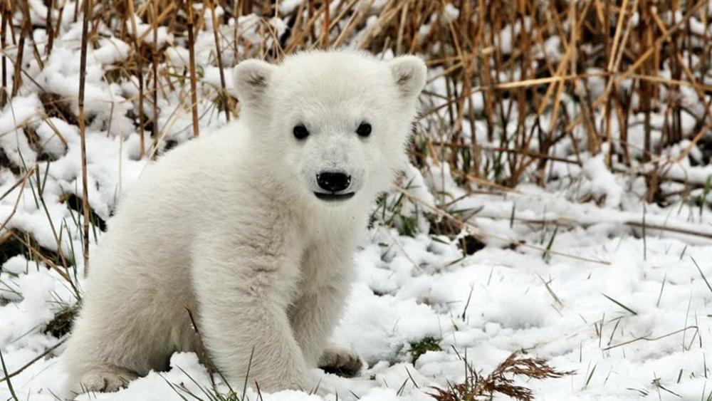 Cute baby polar bear wallpaper
