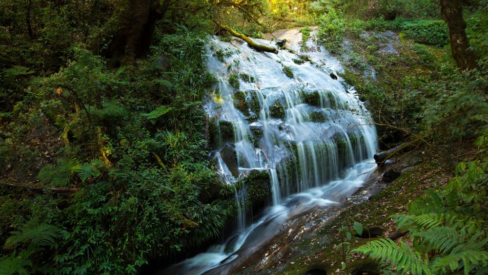 Doi Inthanon National Park wallpaper