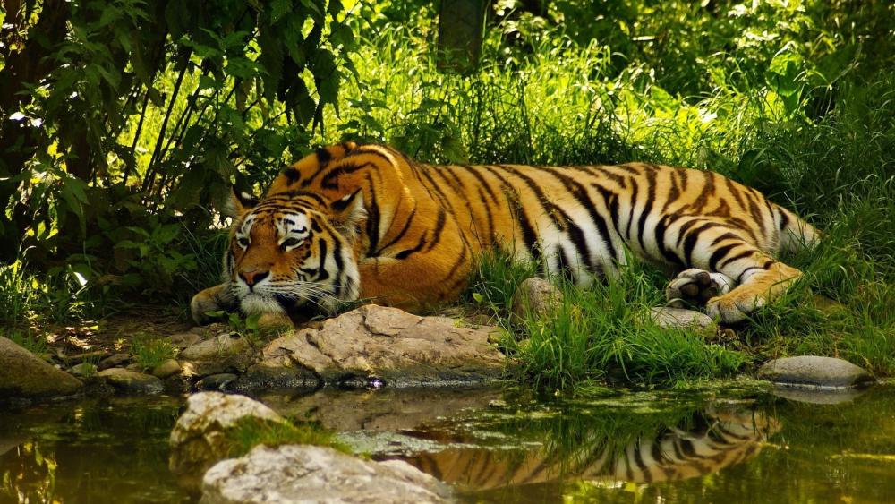 Majestic Tiger Resting by the Water wallpaper