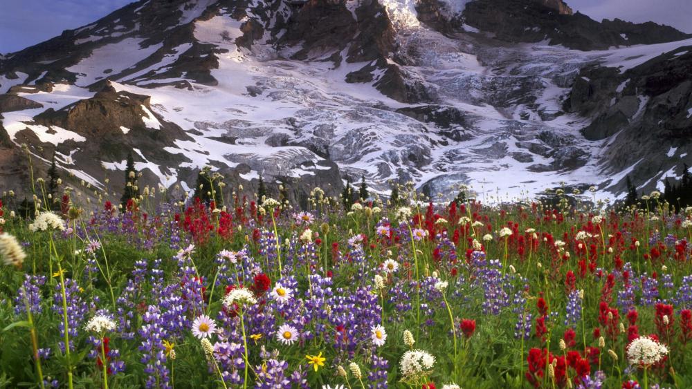 Mount Rainier wildflower field wallpaper