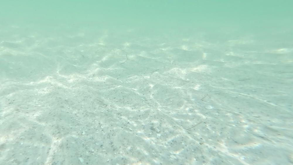 Ground floor of the ocean wallpaper