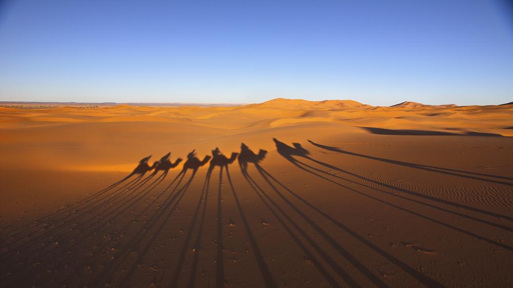 Camels shadow wallpaper