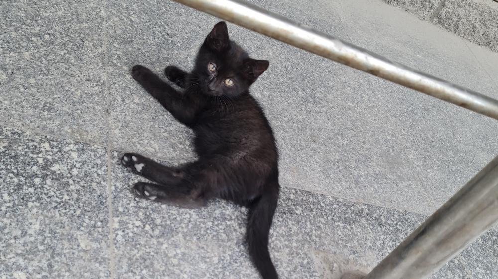 Playful Black Kitten Relaxing on the Floor wallpaper