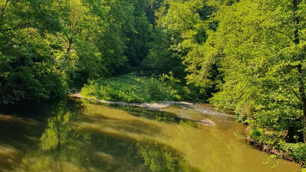 Lush Greenery and Calm Waters in Nature's Embrace wallpaper