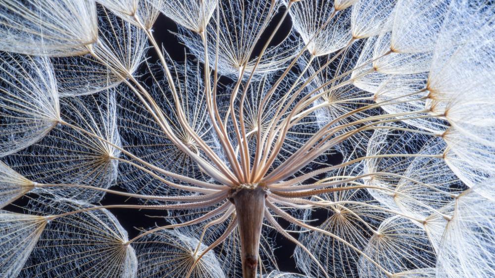 Inside a Dandelion with Seeds wallpaper