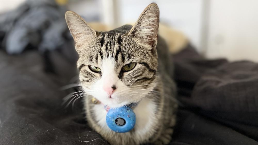 Charming Tabby Cat on a Cozy Bed wallpaper