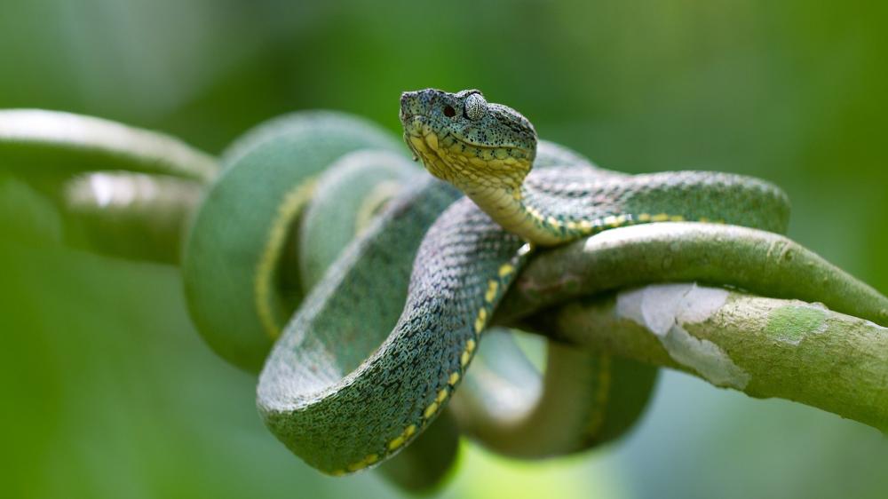 Green Tree Snake in Its Natural Habitat wallpaper