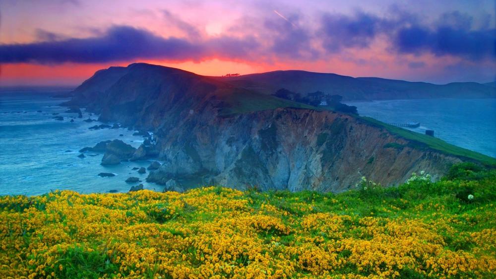 Golden Sunset Over Coastal Cliffs and Flowers wallpaper