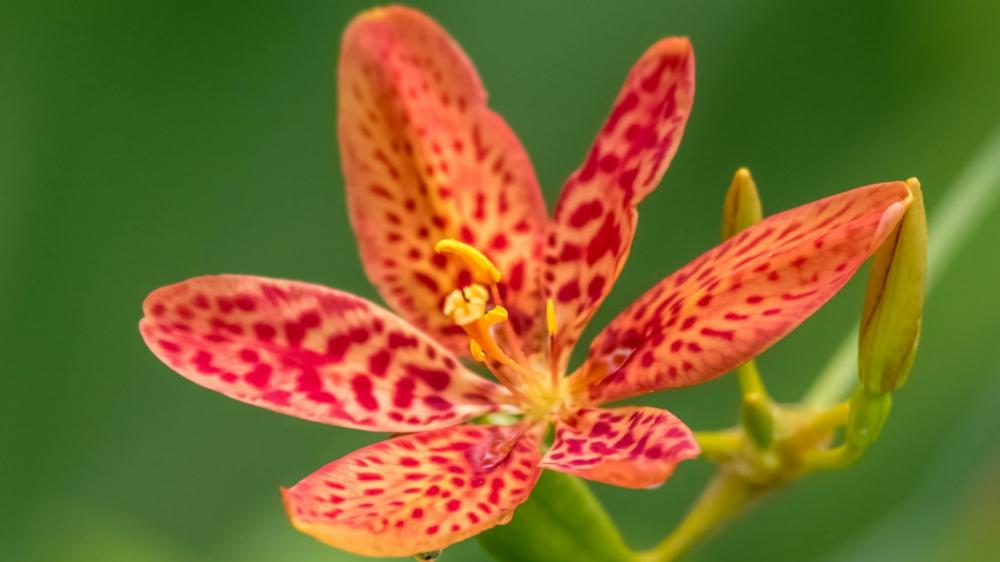 Blackberry Lily wallpaper