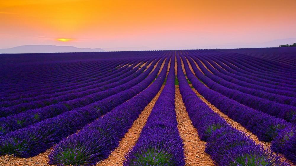 Lavender field wallpaper