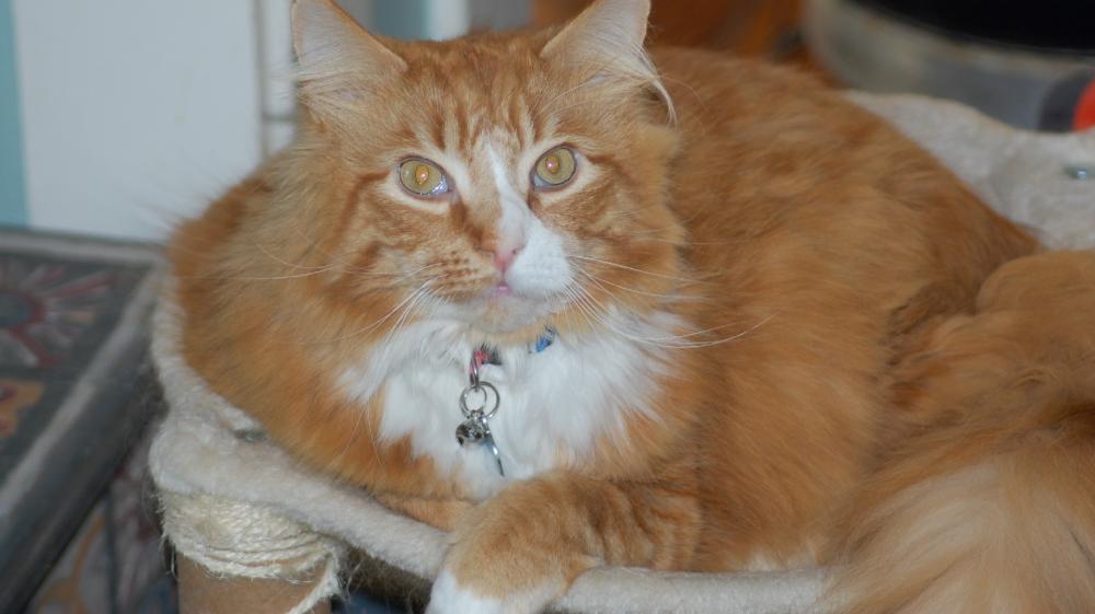 Cozy Ginger Cat Relaxing at Home wallpaper