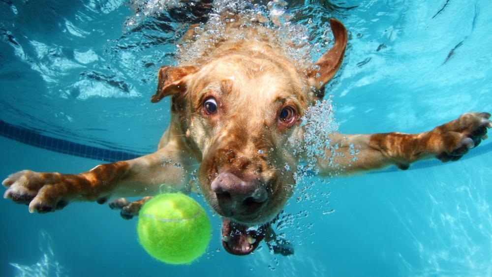 Diving Dog Chasing Ball Underwater wallpaper