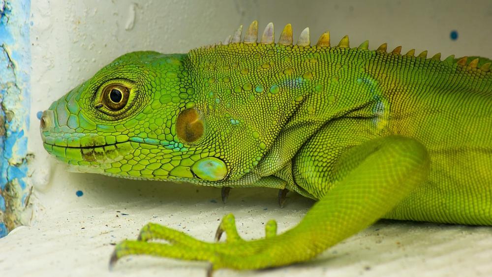 Green iguana wallpaper