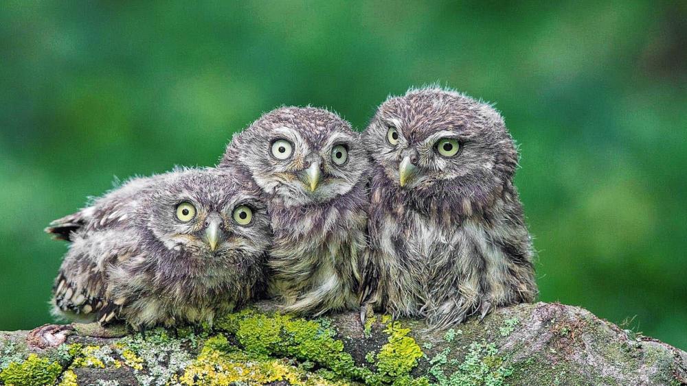 Cute owls wallpaper
