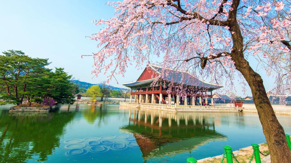 Gyeongbokgung Palace with cherry blossom wallpaper