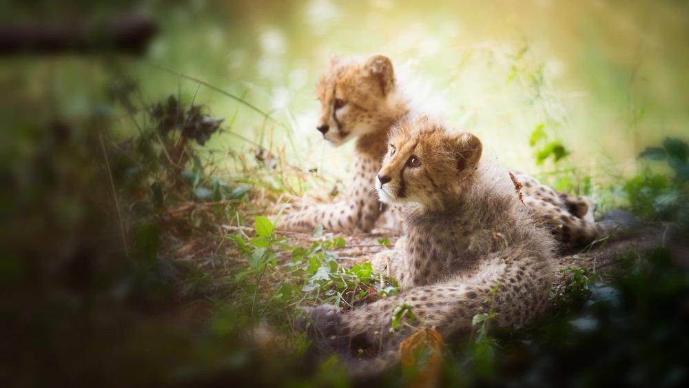 Cheetah cubs wallpaper