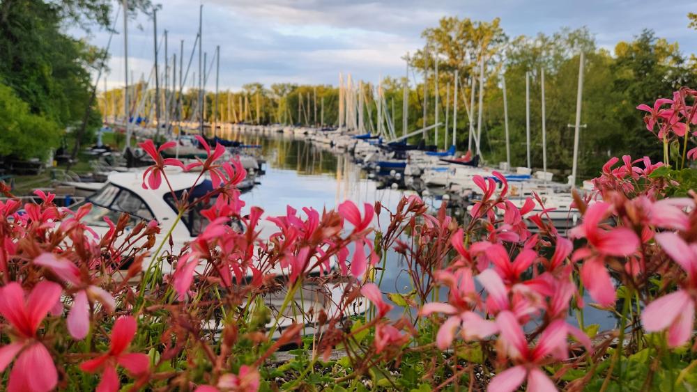 Lovely View of the Marina at Toronto Island wallpaper