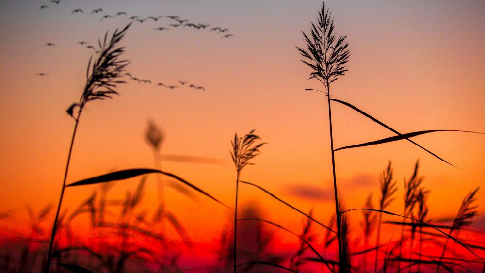 Golden Sunset Over Tall Grass wallpaper