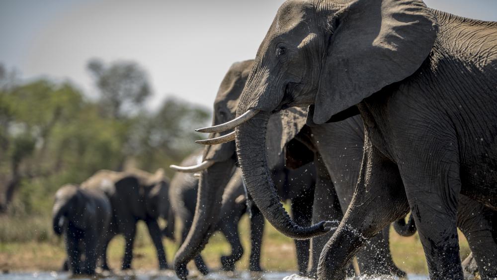 Elephants drinking water wallpaper